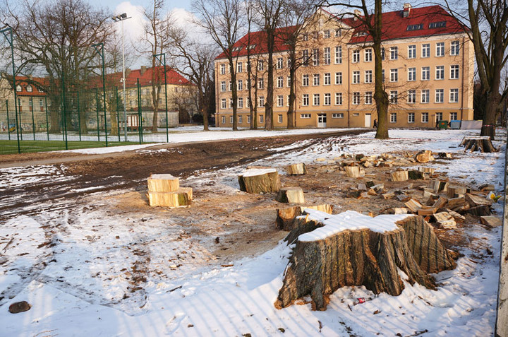 Wyciąć stare, posadzić nowe zdjęcie nr 66091