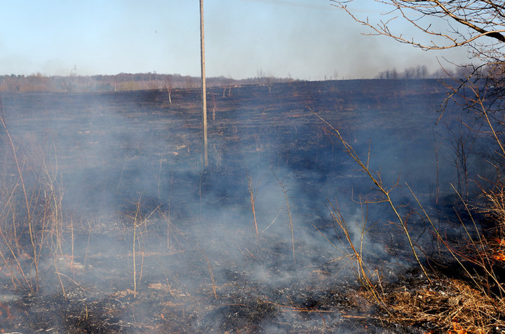 Elbląg Płoną trawy!