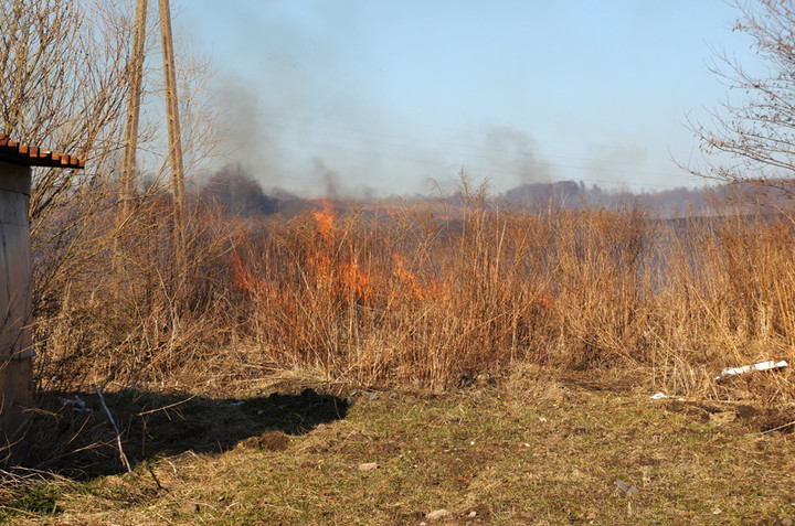 Płoną trawy! zdjęcie nr 68315