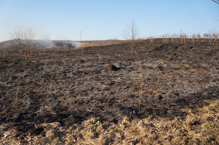 Płoną trawy! zdjęcie nr 68321