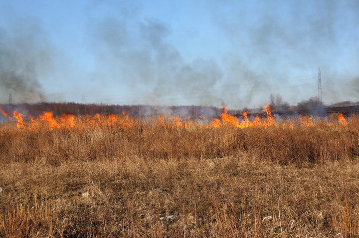 Płoną trawy! zdjęcie nr 68314