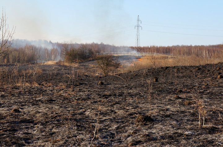 Płoną trawy! zdjęcie nr 68323