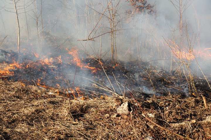 Płoną trawy! zdjęcie nr 68317