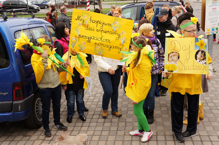 Żonkilowe Pola Nadziei zdjęcie nr 68779