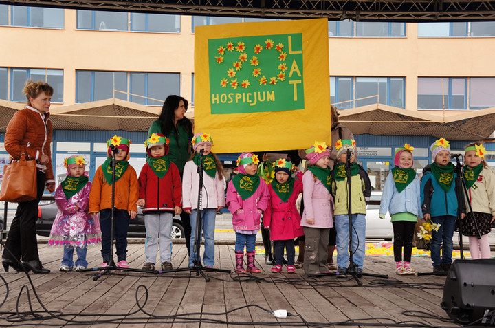 Żonkilowe Pola Nadziei zdjęcie nr 68771