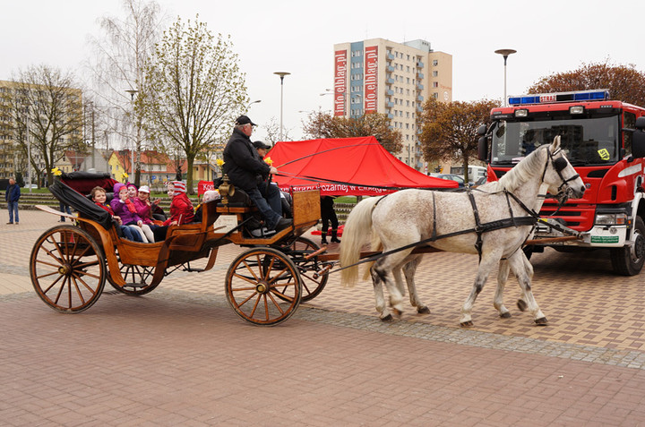 Żonkilowe Pola Nadziei zdjęcie nr 68793