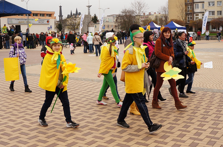 Żonkilowe Pola Nadziei zdjęcie nr 68790