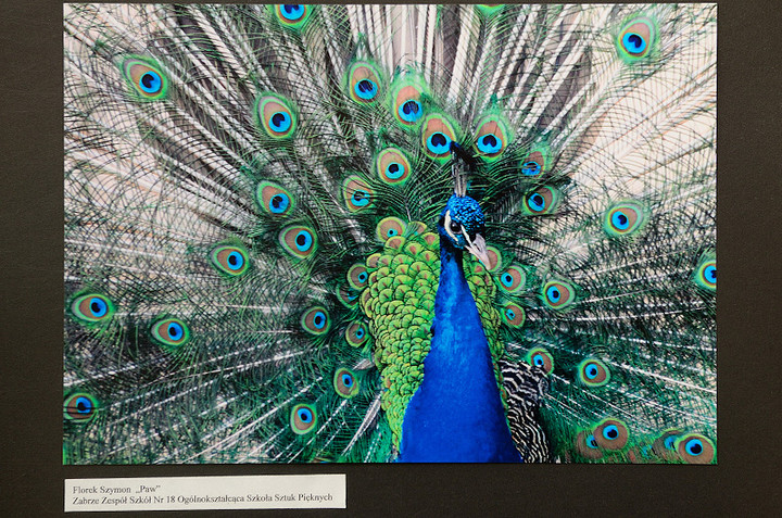 Niebieski - wystawa zdjęć konkursowych zdjęcie nr 70021