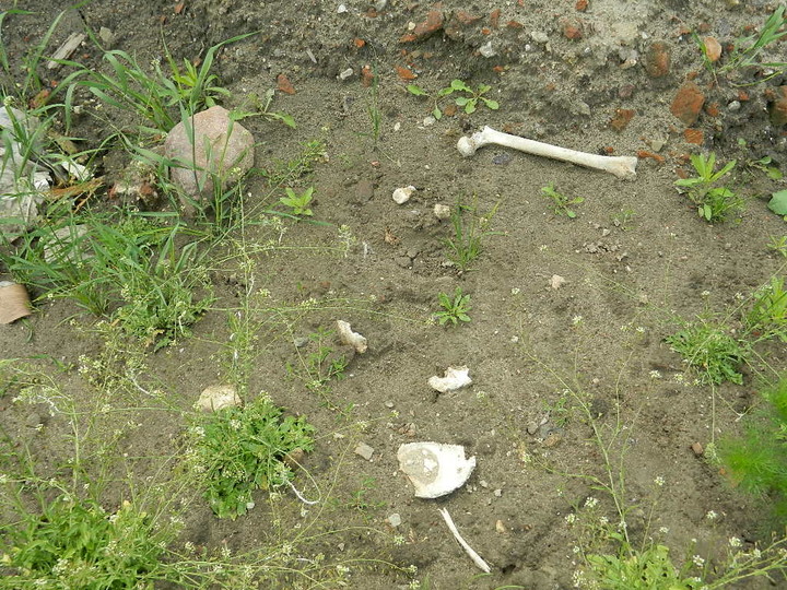 Hałdy piachu, śmieci i ludzkich szczątków zdjęcie nr 70331