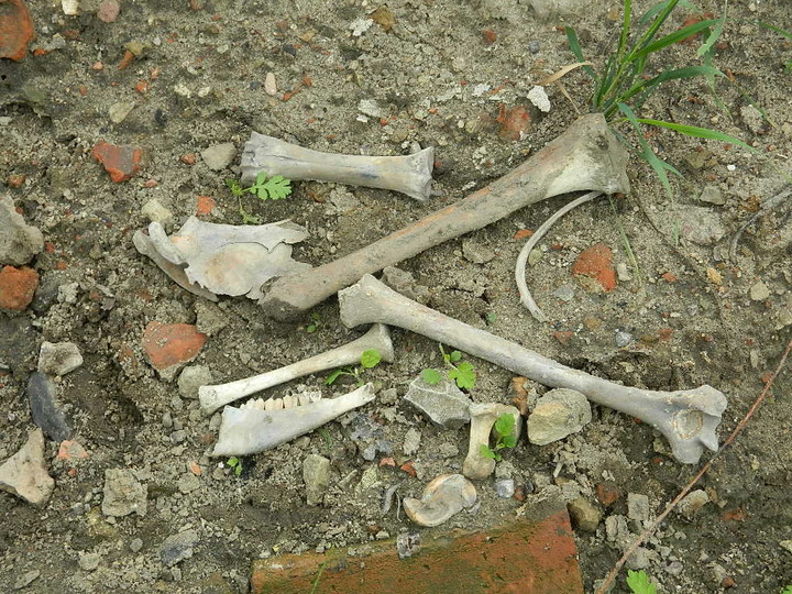 Hałdy piachu, śmieci i ludzkich szczątków zdjęcie nr 70341