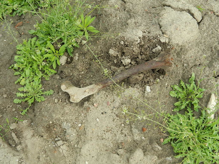 Hałdy piachu, śmieci i ludzkich szczątków zdjęcie nr 70332
