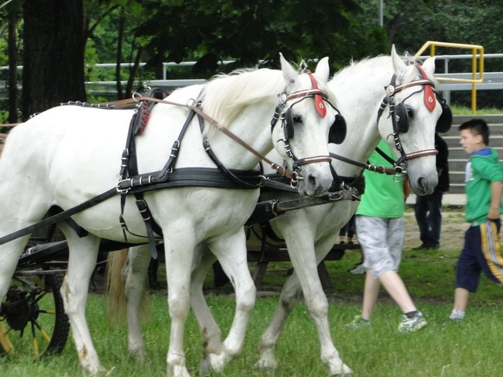 Cygańska podróż. Zrozumieć inność zdjęcie nr 71837