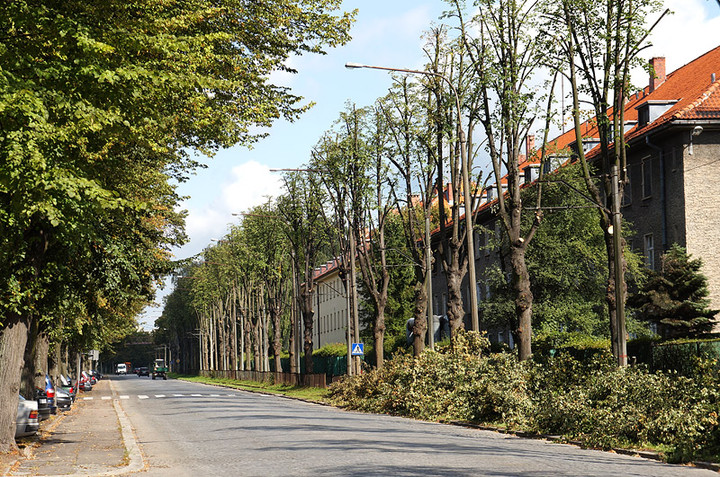 Będzie bezpieczniej - bez lipy zdjęcie nr 74972