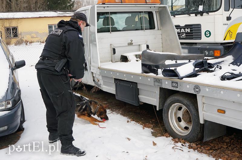 Mają nosa do przestępców. Mają też ostre zęby i silne łapy zdjęcie nr 81422