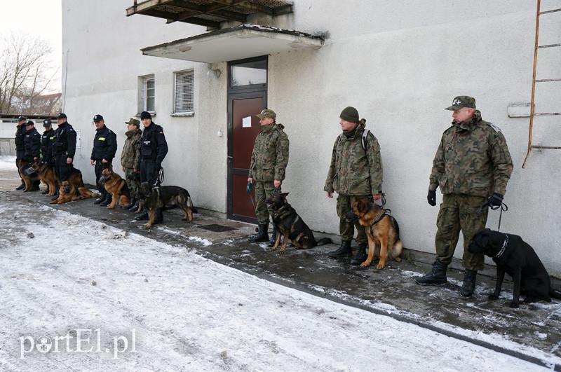 Mają nosa do przestępców. Mają też ostre zęby i silne łapy zdjęcie nr 81437