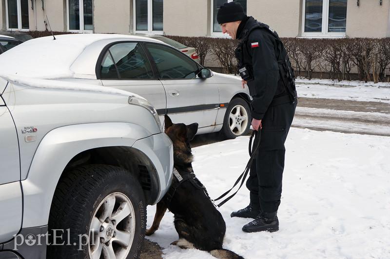 Mają nosa do przestępców. Mają też ostre zęby i silne łapy zdjęcie nr 81424