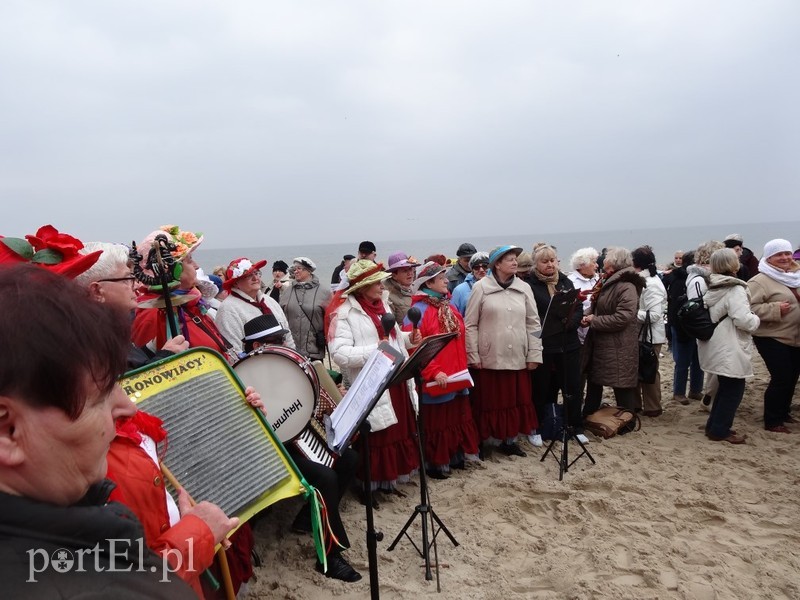 Elbląskie morsy w Stegnie zdjęcie nr 84792