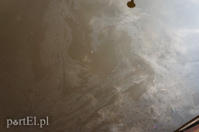 Plama oleju na rzece Elbląg zdjęcie nr 85245