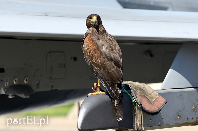 Skrzydlaci ochroniarze wojskowego lotniska zdjęcie nr 88001