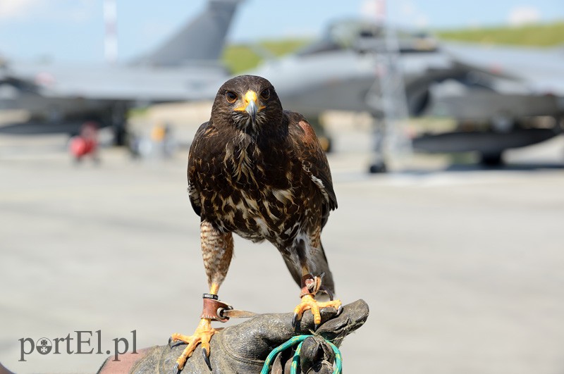 Skrzydlaci ochroniarze wojskowego lotniska zdjęcie nr 87993