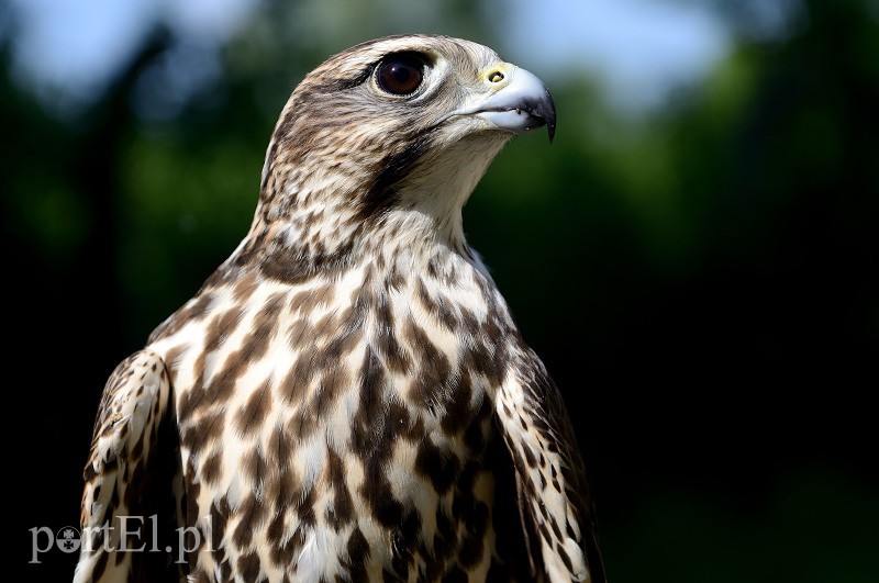 Skrzydlaci ochroniarze wojskowego lotniska zdjęcie nr 88008