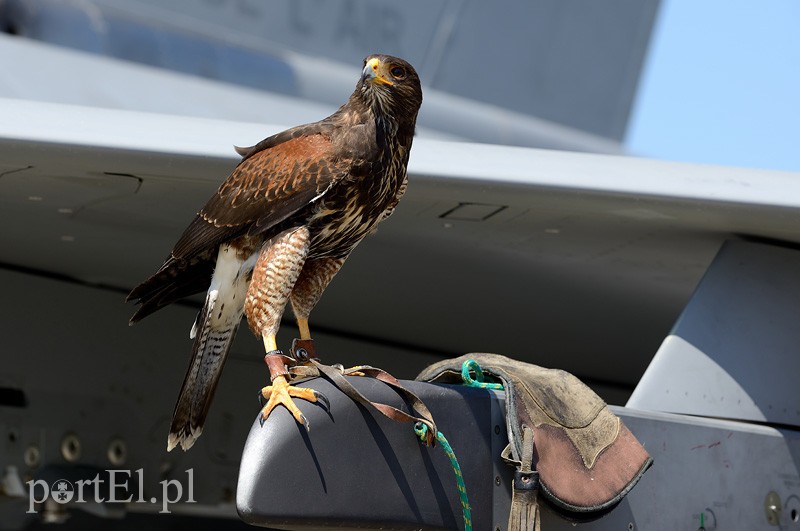Skrzydlaci ochroniarze wojskowego lotniska zdjęcie nr 88002
