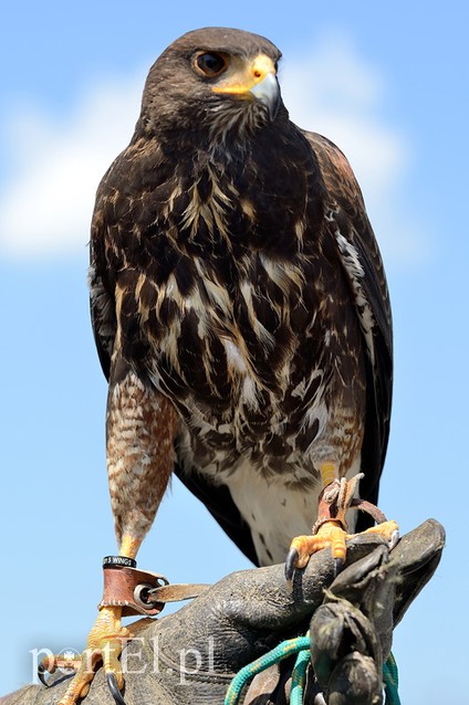 Skrzydlaci ochroniarze wojskowego lotniska zdjęcie nr 87995