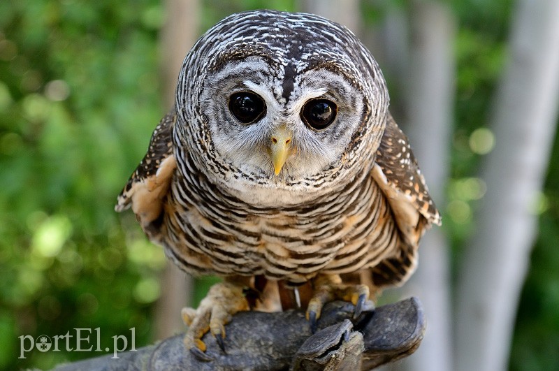 Skrzydlaci ochroniarze wojskowego lotniska zdjęcie nr 88011