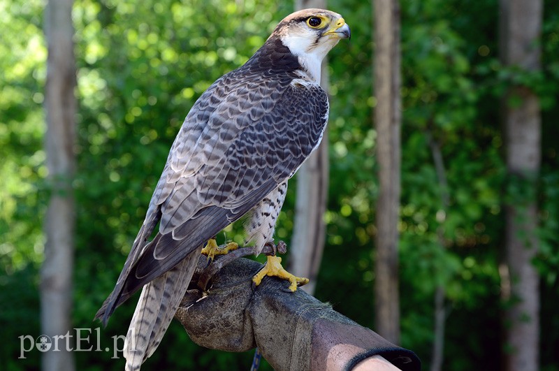 Skrzydlaci ochroniarze wojskowego lotniska zdjęcie nr 88007