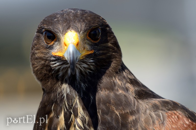 Skrzydlaci ochroniarze wojskowego lotniska zdjęcie nr 87999