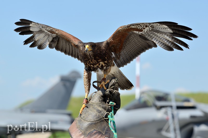 Skrzydlaci ochroniarze wojskowego lotniska zdjęcie nr 87998