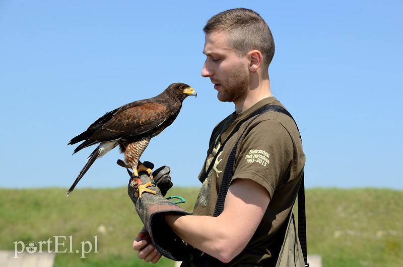 Skrzydlaci ochroniarze wojskowego lotniska zdjęcie nr 88000