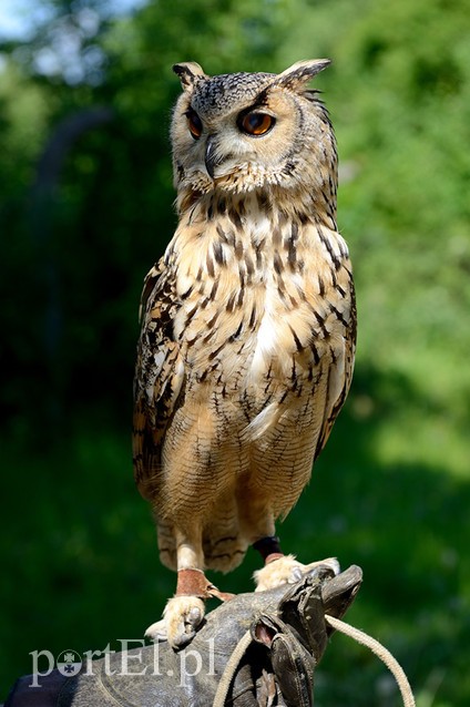 Skrzydlaci ochroniarze wojskowego lotniska zdjęcie nr 88005