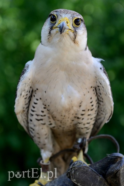 Skrzydlaci ochroniarze wojskowego lotniska zdjęcie nr 88006