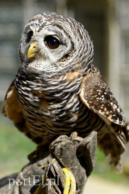 Skrzydlaci ochroniarze wojskowego lotniska zdjęcie nr 88010