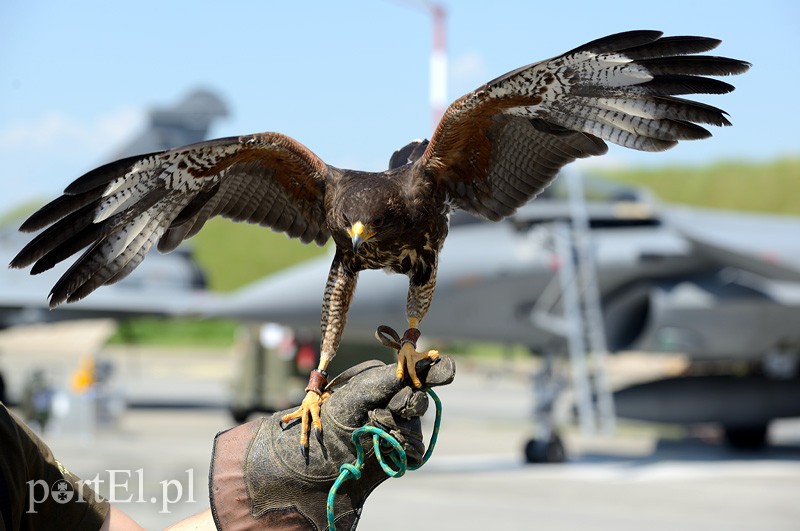 Skrzydlaci ochroniarze wojskowego lotniska zdjęcie nr 87997