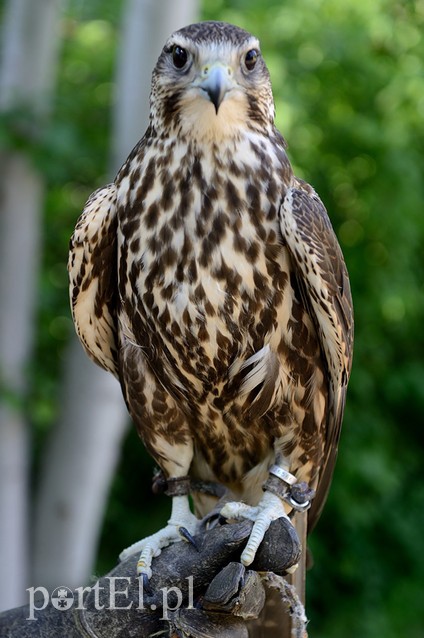Skrzydlaci ochroniarze wojskowego lotniska zdjęcie nr 88009