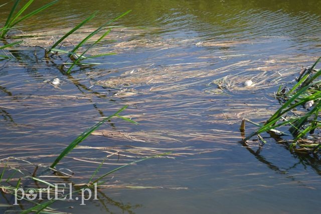 Ekologiczna katastrofa w rzece Wąskiej zdjęcie nr 88160