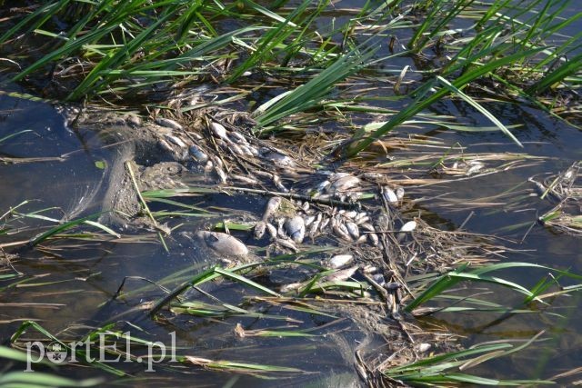 Ekologiczna katastrofa w rzece Wąskiej zdjęcie nr 88165