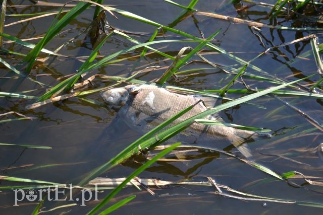 Ekologiczna katastrofa w rzece Wąskiej zdjęcie nr 88155