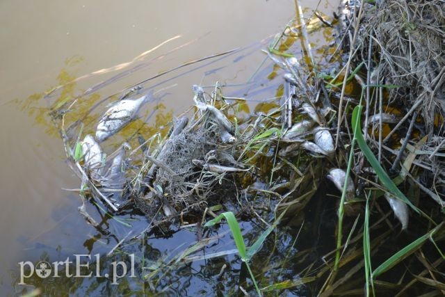 Ekologiczna katastrofa w rzece Wąskiej zdjęcie nr 88162