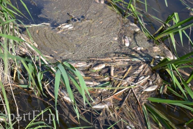 Ekologiczna katastrofa w rzece Wąskiej zdjęcie nr 88163