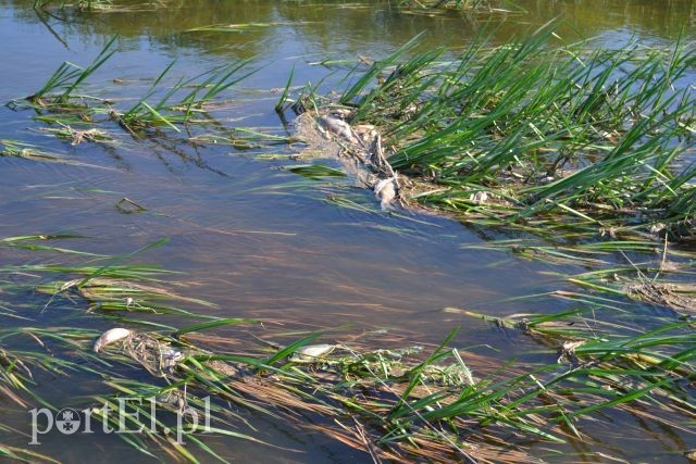 Ekologiczna katastrofa w rzece Wąskiej zdjęcie nr 88169