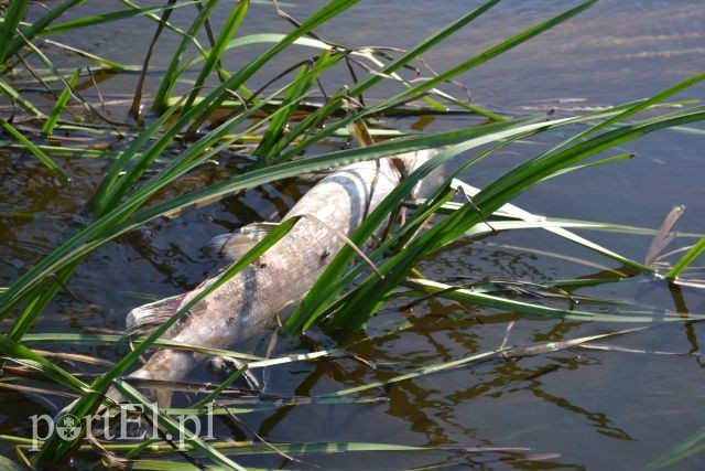 Elbląg Ekologiczna katastrofa w rzece Wąskiej