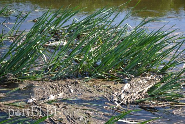 Ekologiczna katastrofa w rzece Wąskiej zdjęcie nr 88168