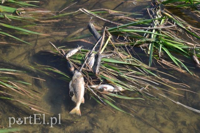 Ekologiczna katastrofa w rzece Wąskiej zdjęcie nr 88166