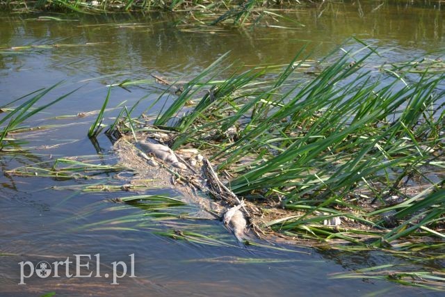 Ekologiczna katastrofa w rzece Wąskiej zdjęcie nr 88167