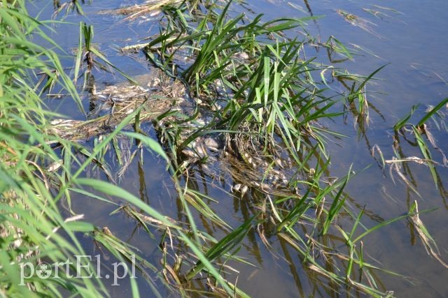 Ekologiczna katastrofa w rzece Wąskiej zdjęcie nr 88164