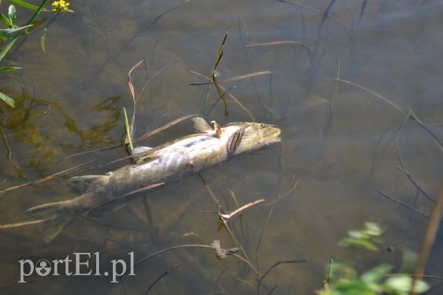 Ekologiczna katastrofa w rzece Wąskiej zdjęcie nr 88161