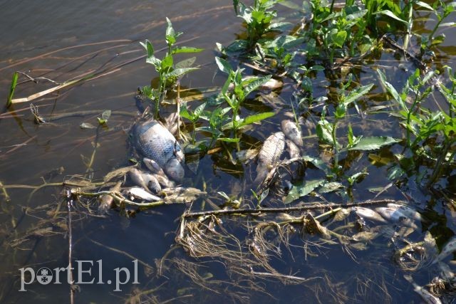 Ekologiczna katastrofa w rzece Wąskiej zdjęcie nr 88159